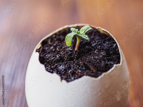 medical cannabis grows from an egg shell on wooden. Copy space.