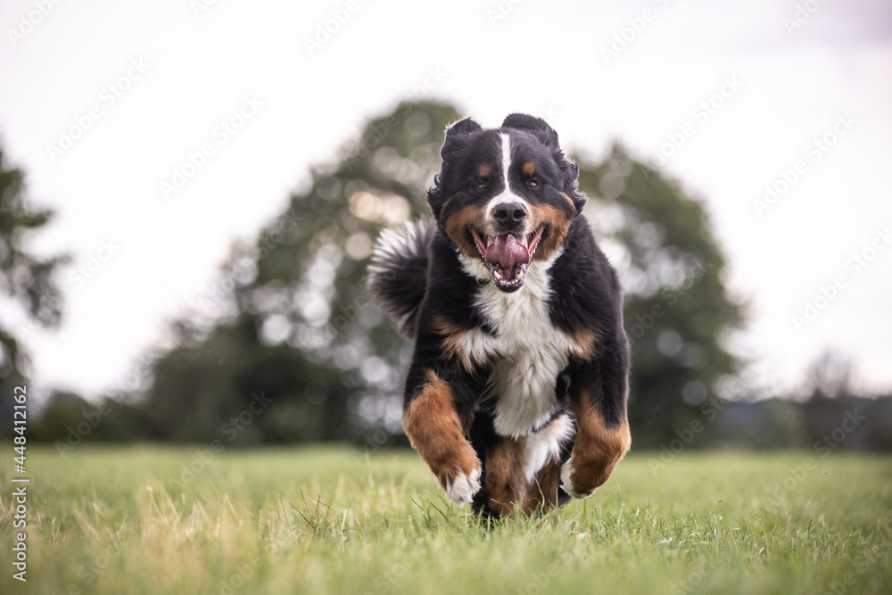 Berner Sennenhund auf der Wiese