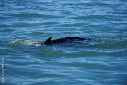 ホエールウオッチング クジラ 背びれ レジャー 海 楽しい 夏休み バンクーバー 海上レジャー マリンレジャー 鯨