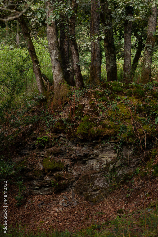 Un bosquet de chênes pousse sur des débris d´ardoises de schiste avec de la mousse jaune et des ronces.