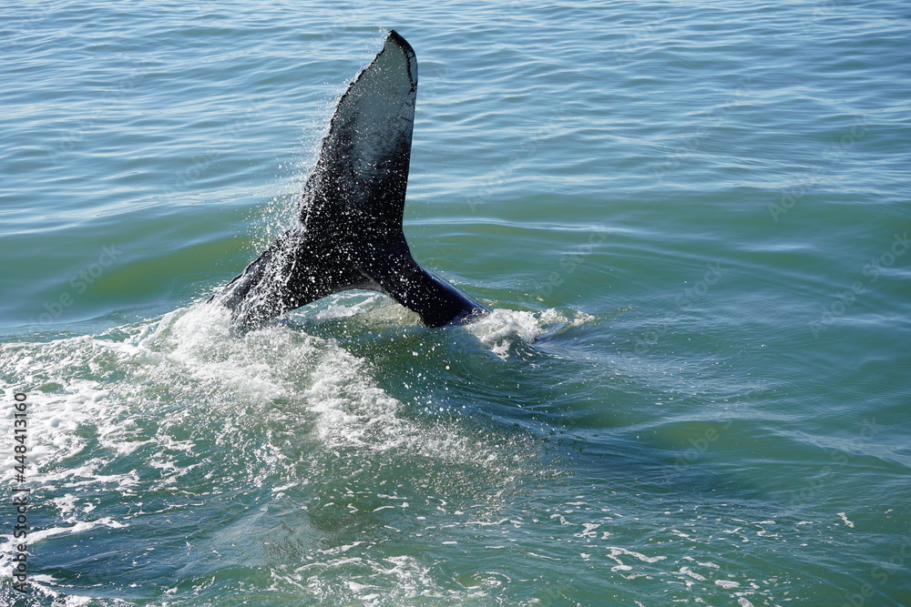 Fototapeta premium ホエールウオッチング クジラ 尾びれ レジャー 海 楽しい 夏休み バンクーバー 海上レジャー マリンレジャー 鯨