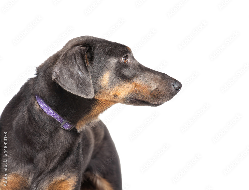 studio shot of a cute dog in front of an isolated background studio shot of a cute dog in front of an isolated background