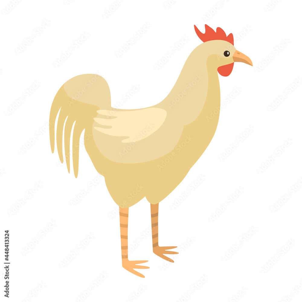 Cute rooster isolated on white background. Funny cartoon character farm white color.