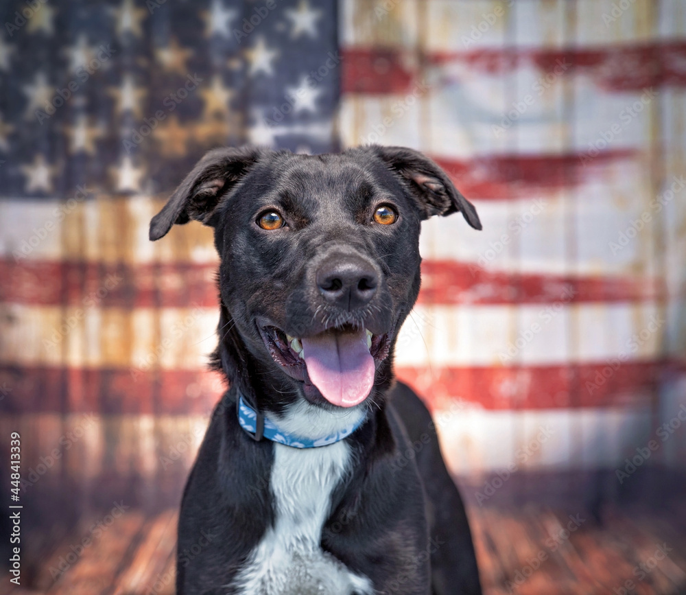 studio shot of a cute dog in front of the American flag
