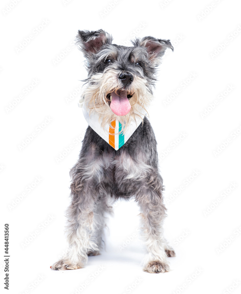 studio shot of a cute dog in front of an isolated background