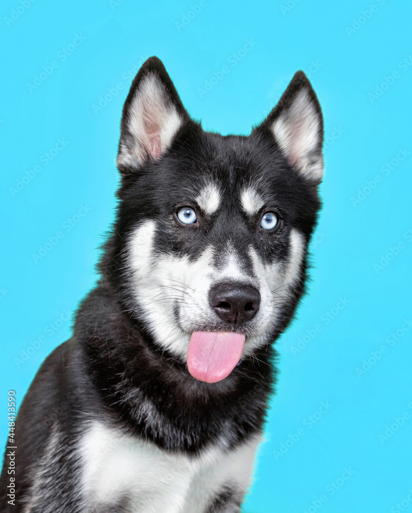 studio shot of a cute dog on an isolated background