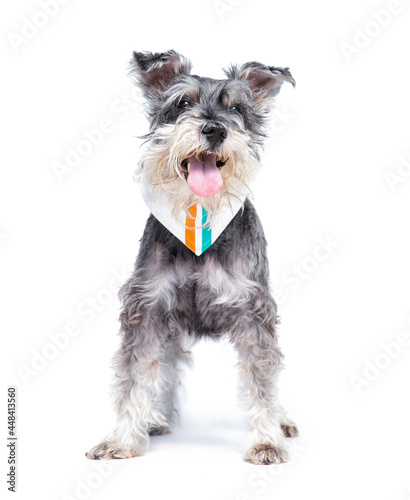 studio shot of a cute dog in front of an isolated background