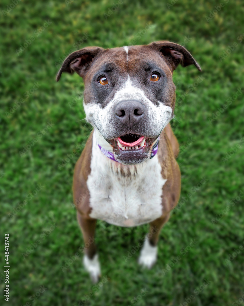 wide angle photos of a cute dog outside