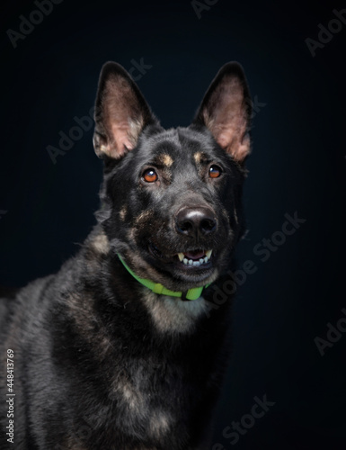 studio shot of a cute dog in front of an isolated background © annette shaff