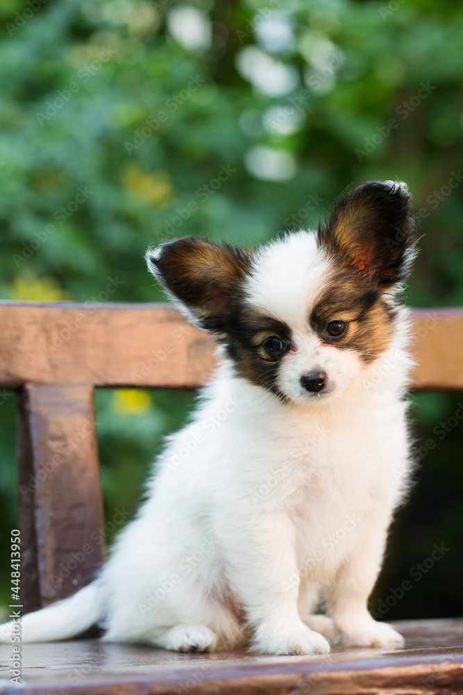 cute papillon on the bench in the garden cute papillon on the bench in the garden