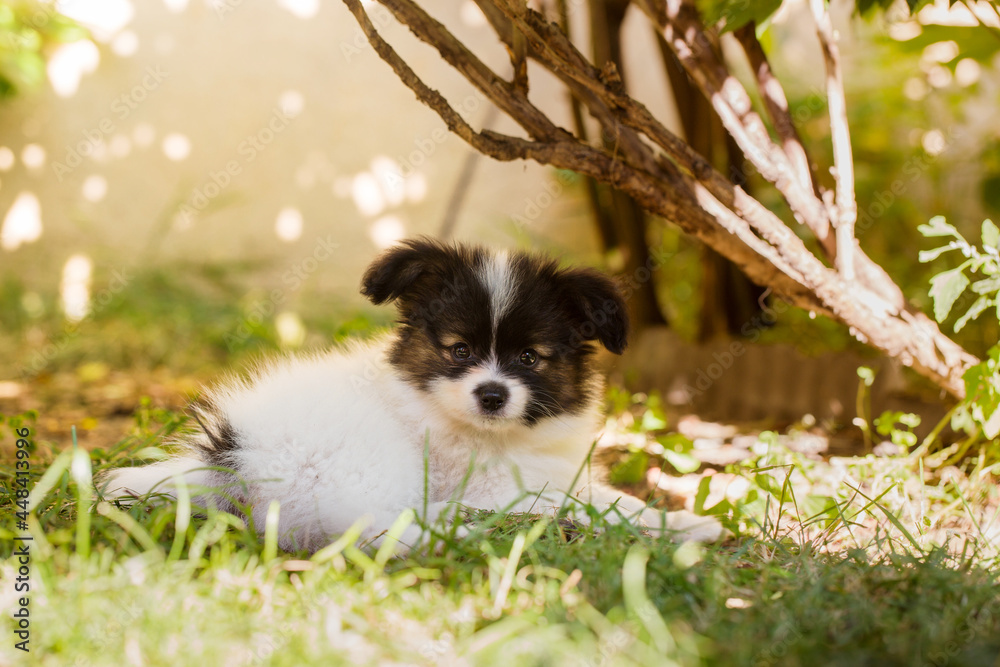 Little cute papillon puppy in the garden Little cute papillon puppy in the garden
