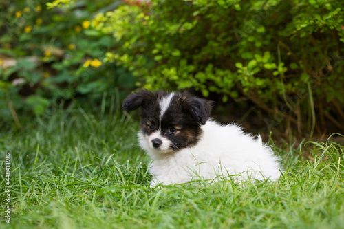 Little cute puppy playing in the garden