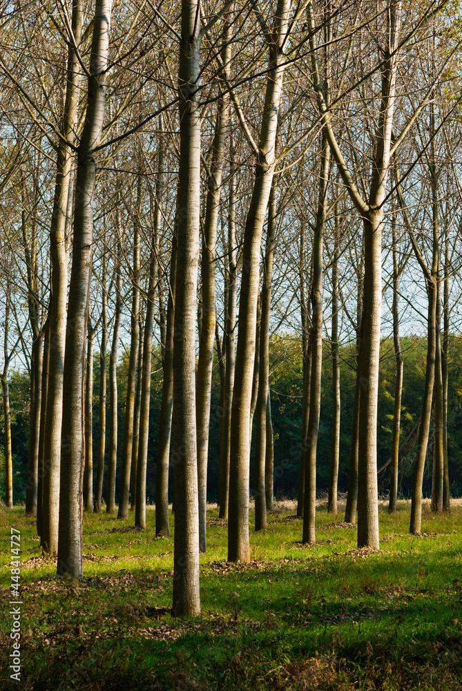 Naklejka premium reforestation of poplar trees at autumn sunset
