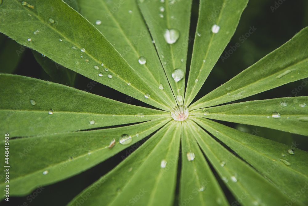 Morning dew on the leaf Morning dew on the leaf
