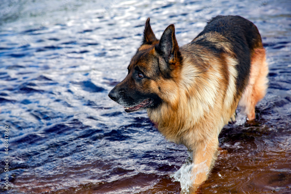 German Shepherd walks in the shallow waters of the Baltic Sea in Vecaki, Latvia. Beautiful purebred dog. German Shepherd walks in the shallow waters of the Baltic Sea in Vecaki, Latvia. Beautiful purebred dog.