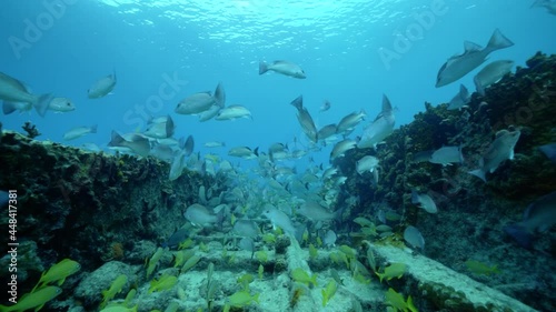 Wallpaper Mural tropical reef with lots of fish Torontodigital.ca