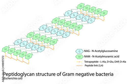 Structure of gram negative bacterial cell wall - peptidoglycan polymers with peptide cross links - E. coli photo