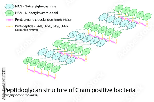 Structure of gram positive bacterial cell wall - peptidoglycan polymers with peptide cross links - S. Aureus photo