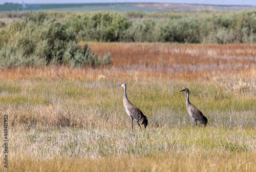 Pair of Sandhill Cranes in Summer in Idaho