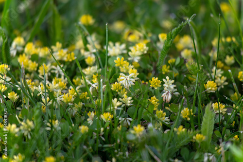 Drobne żółto-białe polne kwiatki w gęstej trawie
