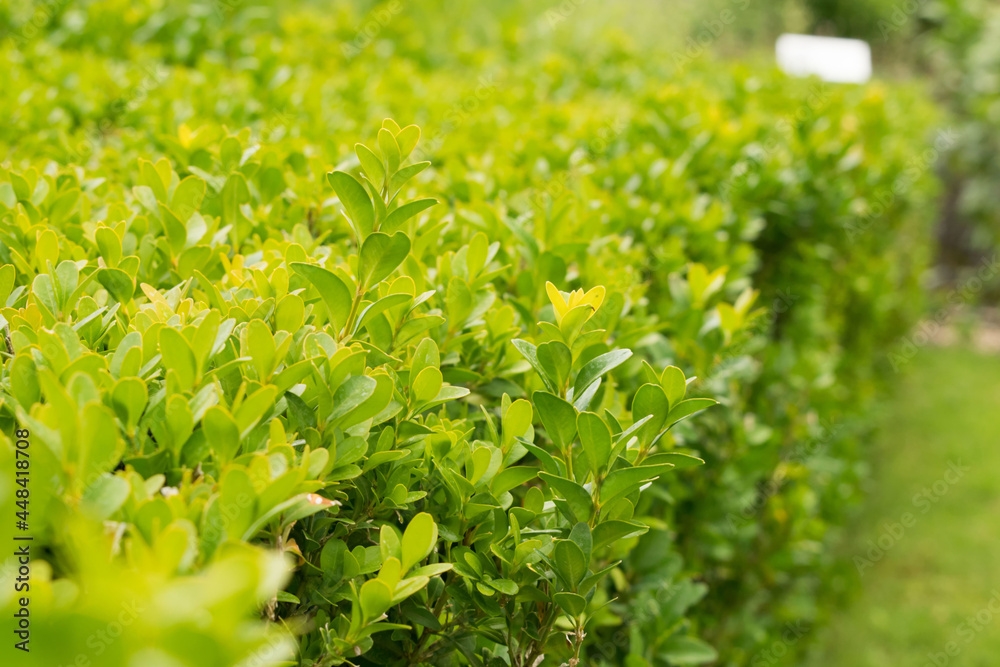 Buchsbaumhecke Buchsbaumhecke