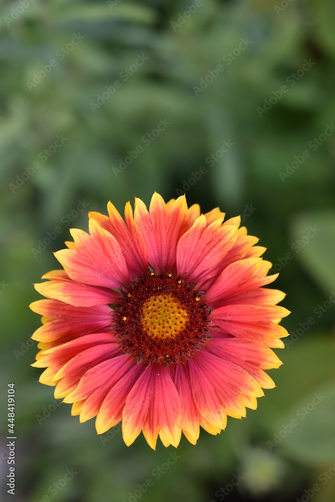 Beautiful red Gaillardia flowers in the garden Beautiful red Gaillardia flowers in the garden