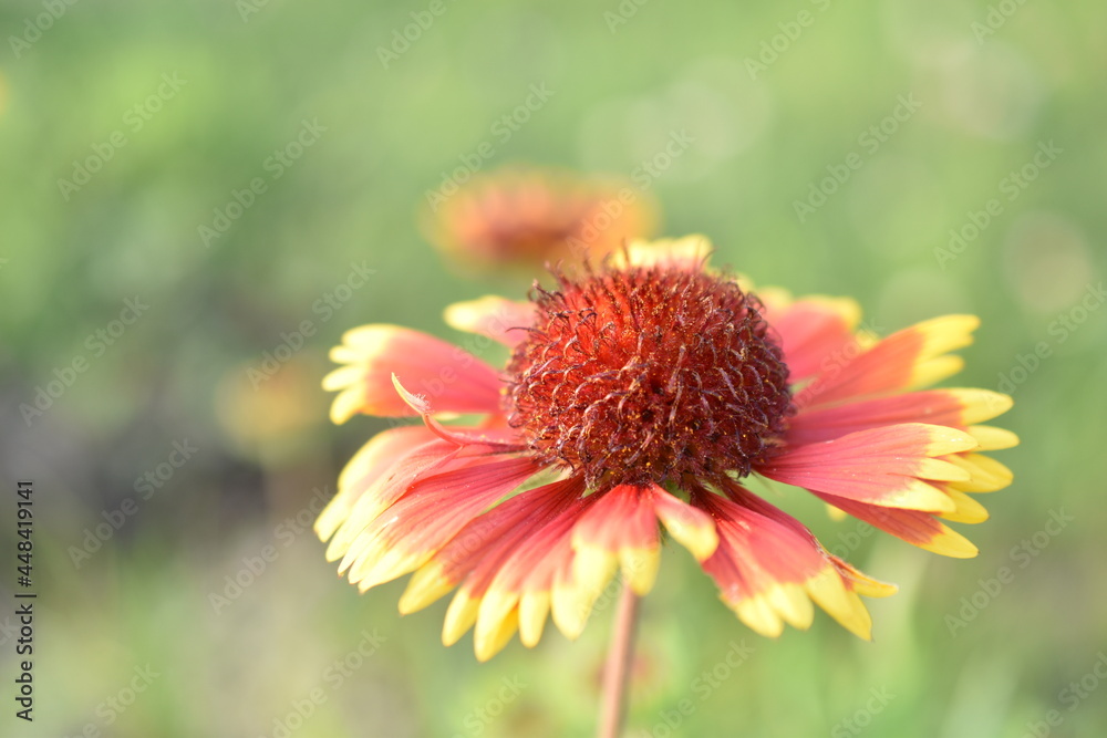 Beautiful red Gaillardia flowers in the garden Beautiful red Gaillardia flowers in the garden