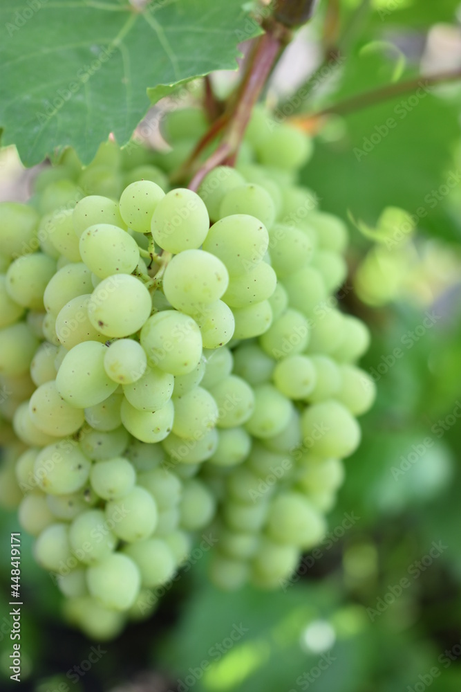 Green juicy fruits of grapes in the garden on the branches