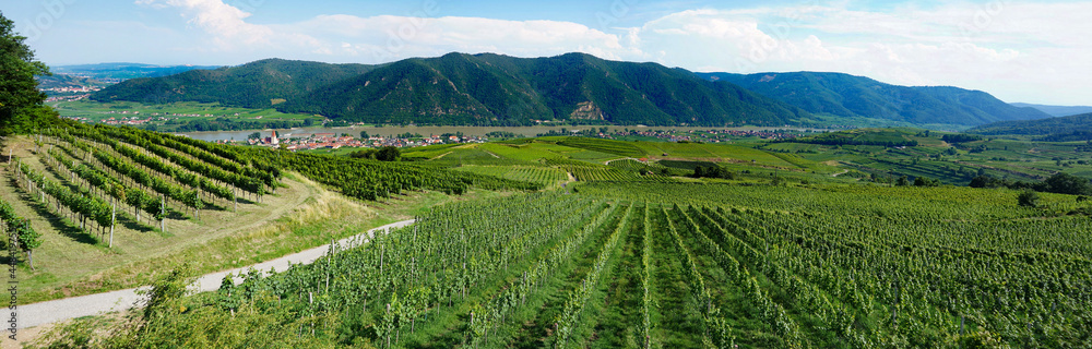 Valley-Wachau-Austria-vineyards