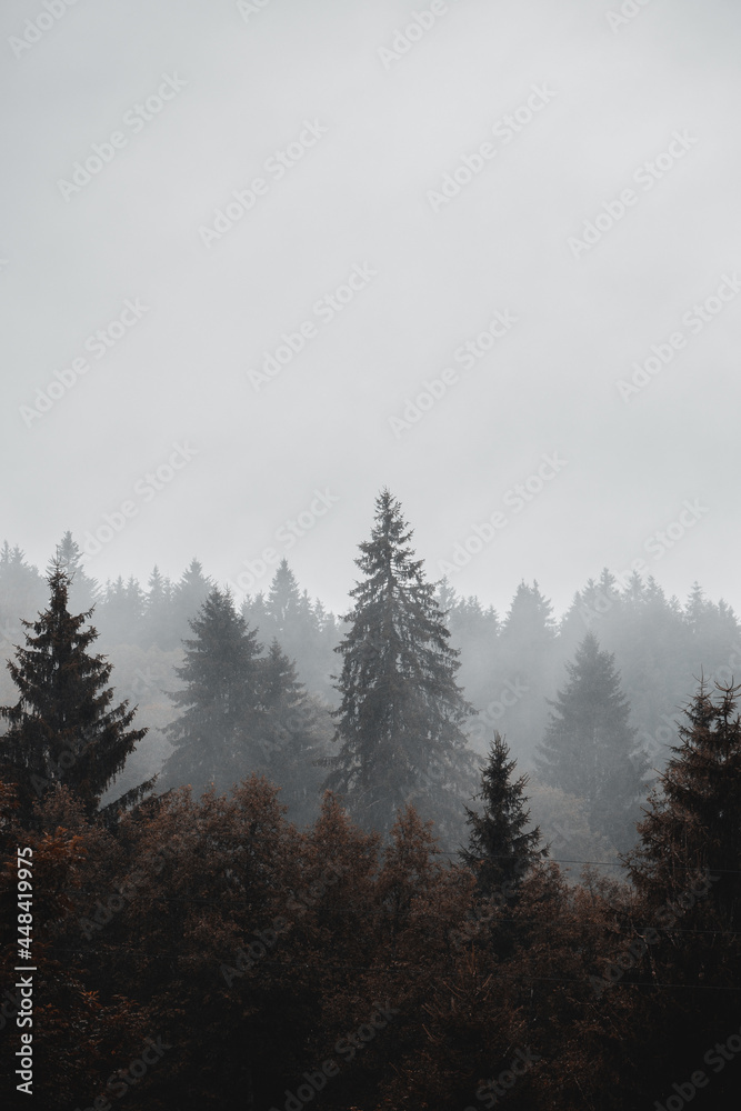 foggy forest
