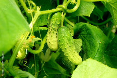 young green cucumber growth in greenhouse.Green cucumber in a garden  close up