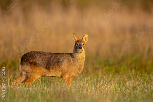 Chinese Water Deer stands in a Cambridgeshire Fen