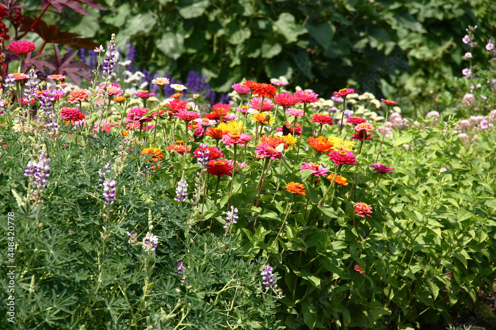 Sunny summer day. A flower bed fragment in a botanical garden. The multi-colored blossoming zinnias is distinguished with a bright spot from modest neighbors.