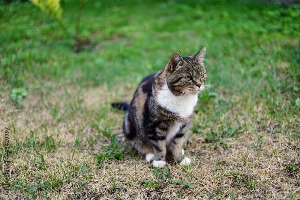Obraz premium cat in the grass