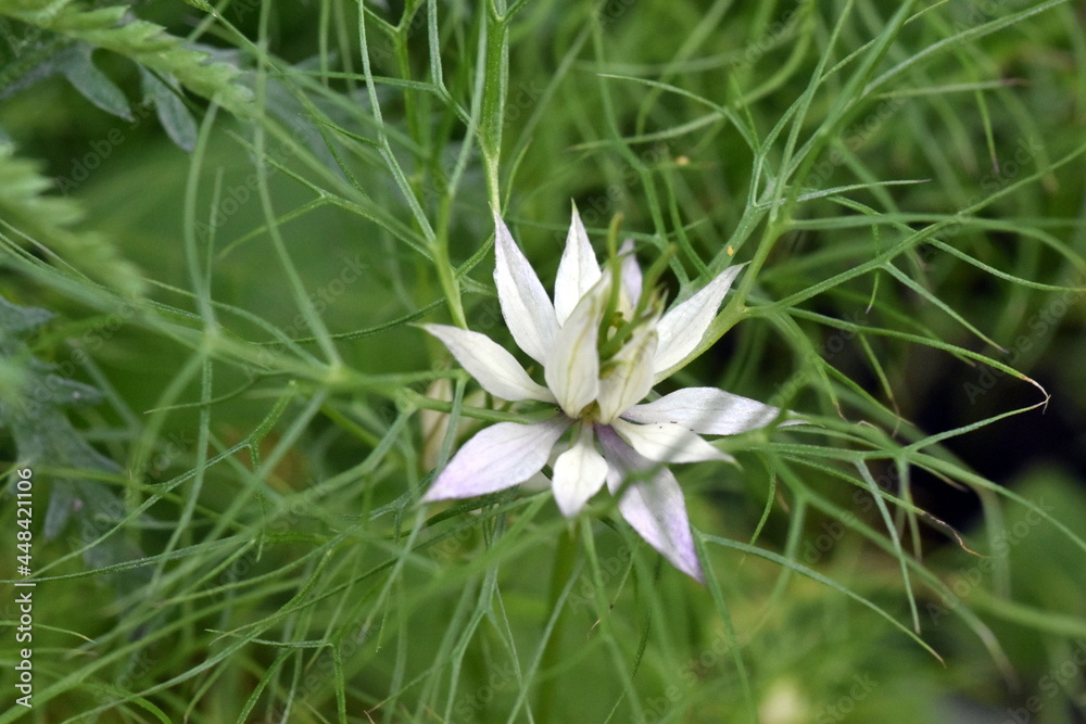 Obraz premium Blüte einer Jungfer im Grünen