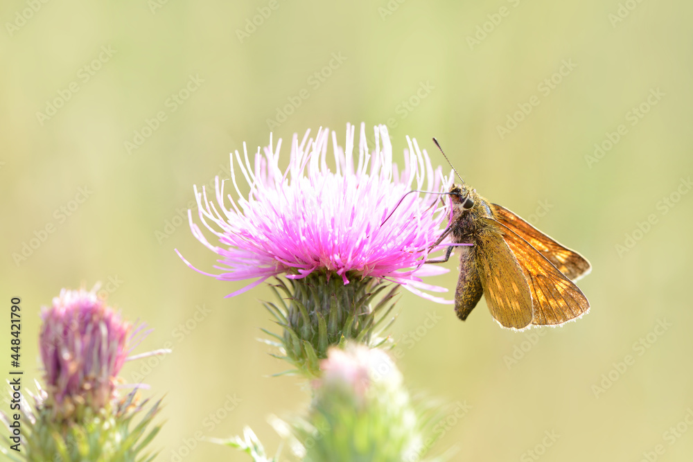 Schmetterling 928 Schmetterling 928