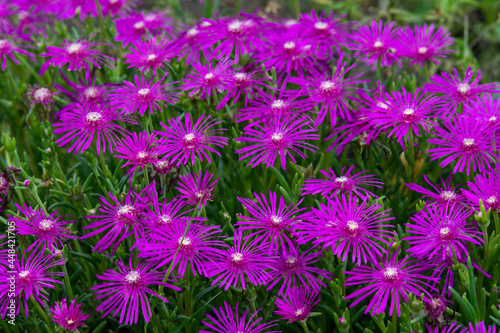 pink Lampranthus spectabilis flowers background photo © Jolanda Jansen