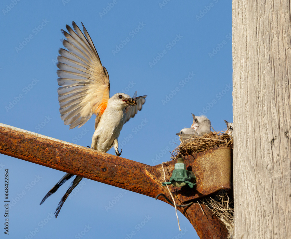 Scissor-tailed flycatcher (Tyrannus forficatus) approaching the nest ...