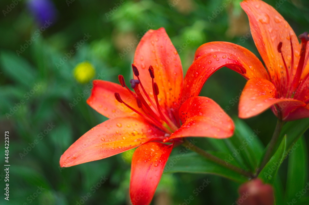 beautiful background of fresh orange blooming lilies with green leaves in the garden beautiful background of fresh orange blooming lilies with green leaves in the garden