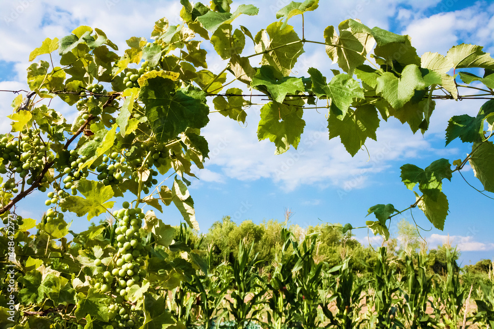Grapevine with green grapes on cloudy sky background Grapevine with green grapes on cloudy sky background