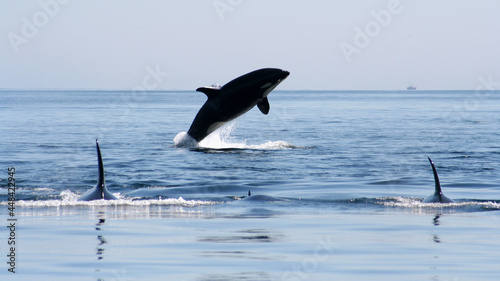 Orcas-Canada