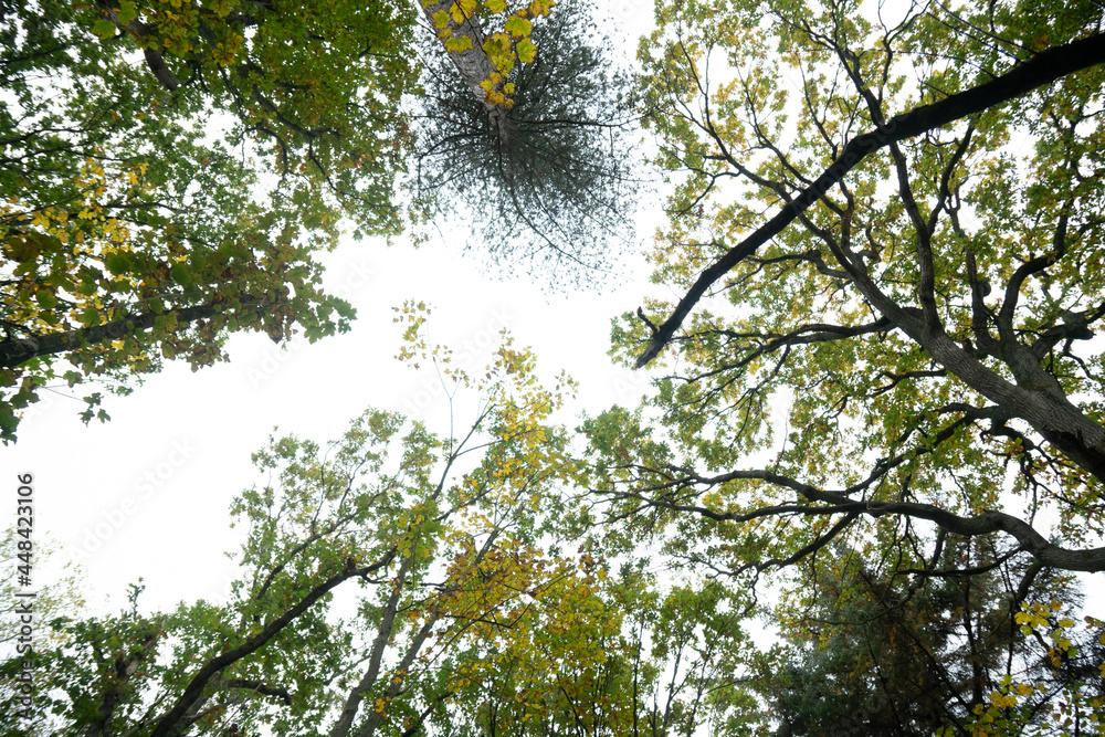 Fototapeta premium looking up at autumn trees