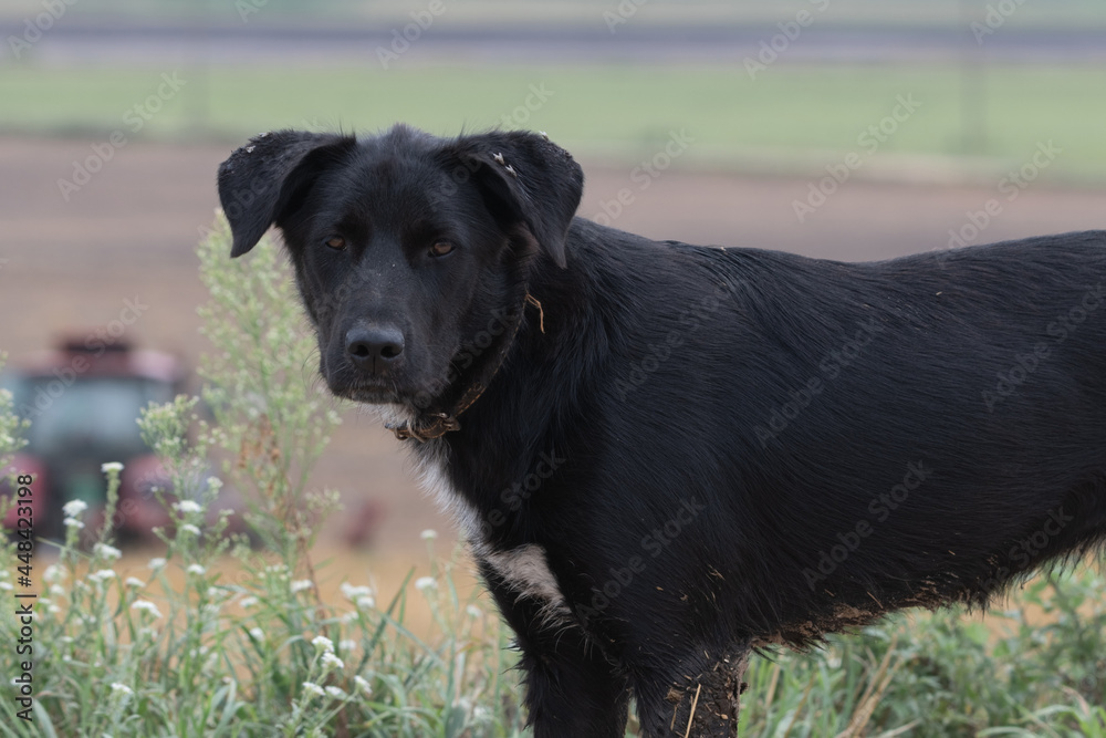 A large stray black dog on a field road.