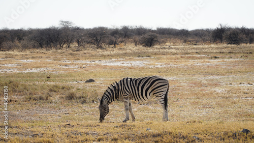 Wild Zebras at the Etosha National Park in Namibia.