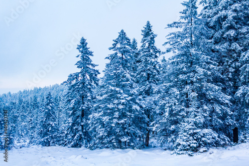 Forest landscape at night icy fir trees Brocken mountain Germany.