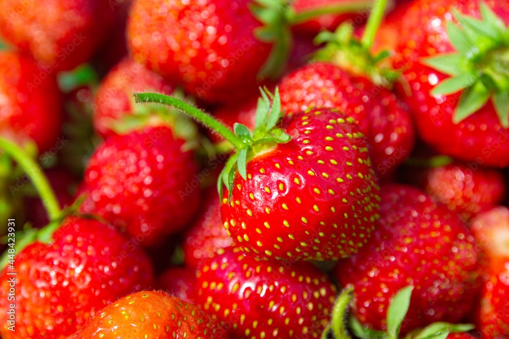 Seasonal organic strawberries grouped freshly harvested with green leaves and natural imperfections. Food background Seasonal organic strawberries grouped freshly harvested with green leaves and natural imperfections. Food background