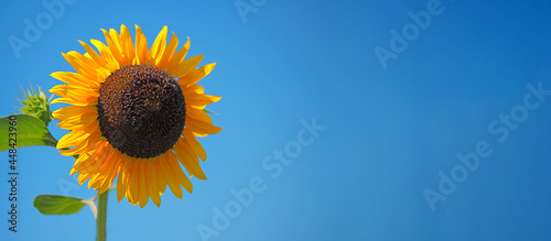 yellow sunflower on the background of a blue sky