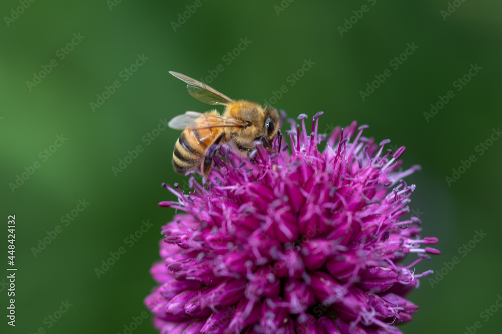 bee on a purple flower macro photo bee on a purple flower macro photo