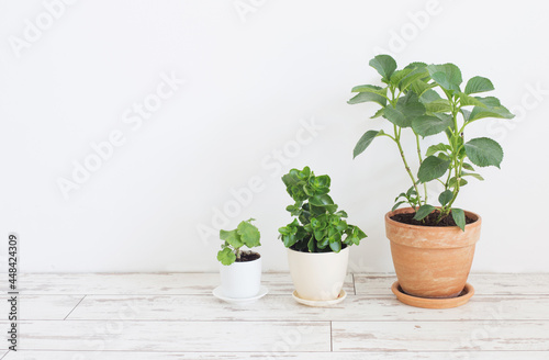 houseplants in pots on white wooden floor on background white wall