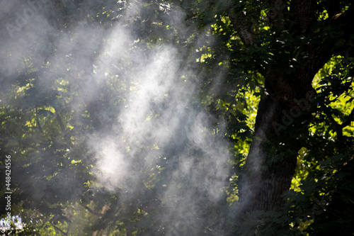 Photo landscape the rays of the sun through the smoke and foliage of a tree